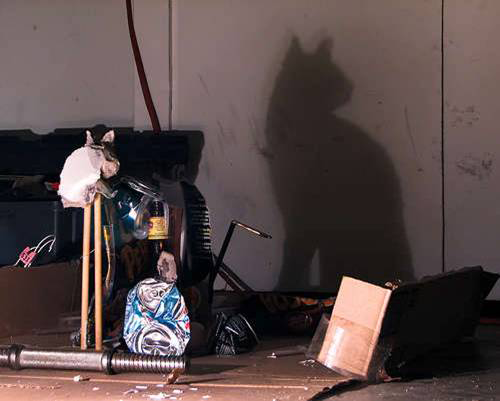 cat1