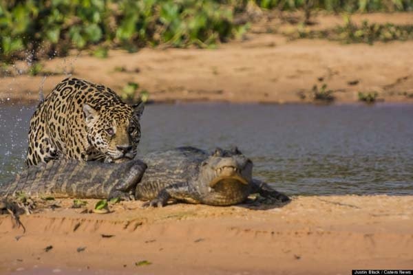 jaguar4