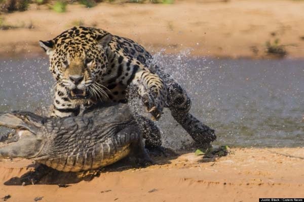 jaguar5