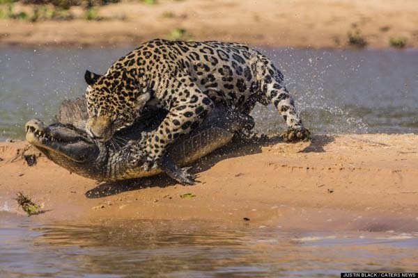 jaguar6