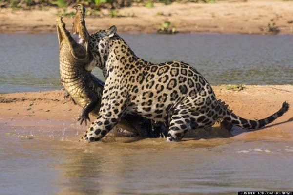 jaguar7