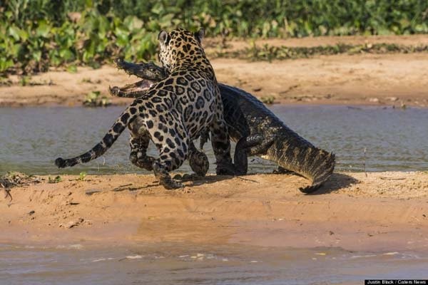 jaguar9