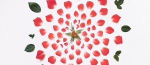 RedroseexplodedmuseoportfolioragA3 450x449
