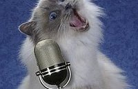 Gatto cantante nonono