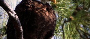 Real life andry birds