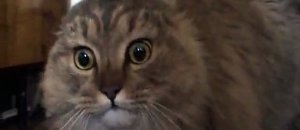 Gatto cantante nonono
