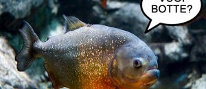 Piranha vuoi botte