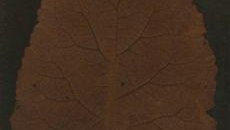 Prima foto della storia sothebys