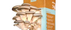 At Home Mushroom Kit Coltivare Funghi a casa