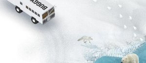 Polar bear (1)