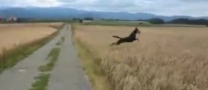 Cane che salta