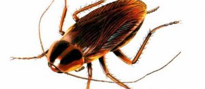 Cockroach picture