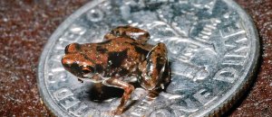 Tinest frog new species paedophryne amauensis