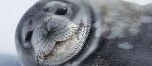 Weddell seal