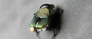Phaneus vindex