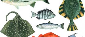 Seafood