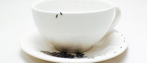 Ants