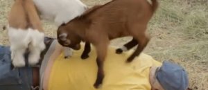 Goat back massage