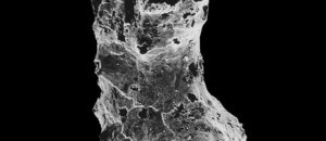 Oldest animal possibly found fossilized sponge 48407 600x450