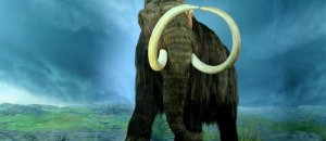 Wooly Mammoth RBC