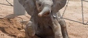 Baby elephant sand