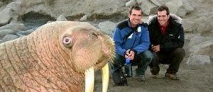 Photobomb tricheco