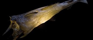 Uggi lights cod fish lamps