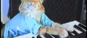 Gatto Piano