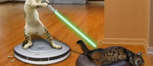 Roomba gattto cat