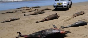 Delfini morti