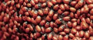 Coccinelle