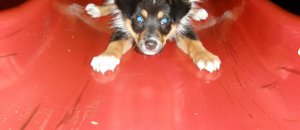 Dog brave