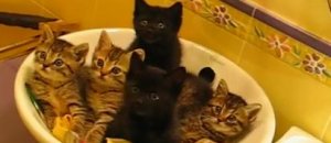 Gatti sincronizzati