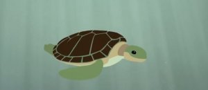 Turtle turtaruga sopravvivenza