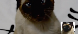Game of thrones sigla opening titles gatto cat