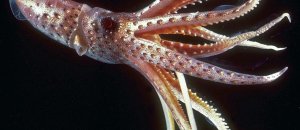 Stigmatoteuthis hoylei