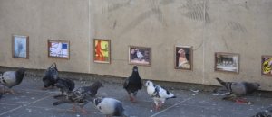 Street Art for Pigeons Combo 580x385