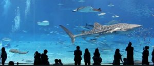 Acquario okinawa churaumi