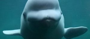 Juno beluga