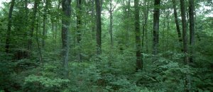 MultiLayerForest