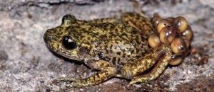 Rana ostetrica