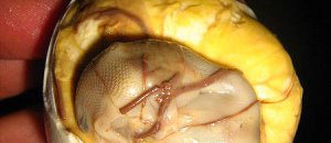 Balut