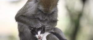 Long Tailed Monkey Acts As Mother To A Kitten