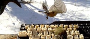 Uccellini twittano per fame