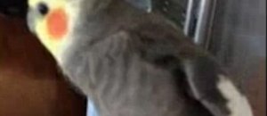 Parrot