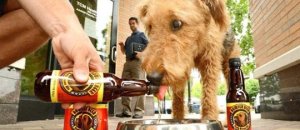 2012 6 22 bowser beer
