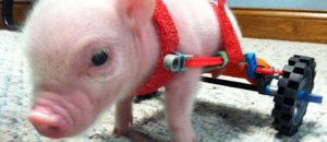 Chris p. bacon