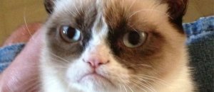 Grumpy cat1