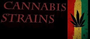 Cannabis strains app