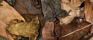 Animal camouflage